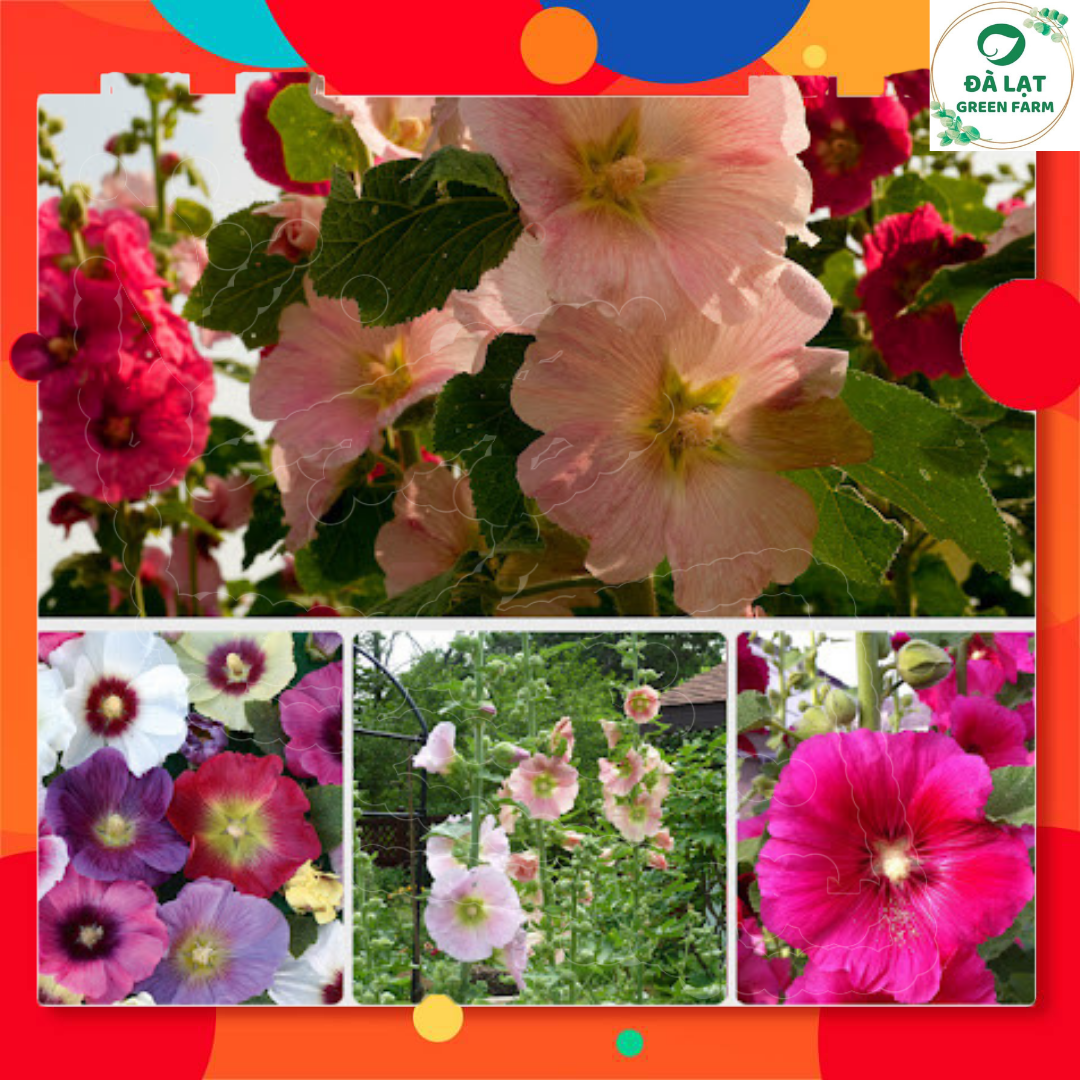 🍀40H_HẠT GIỐNG HOA MÃN ĐÌNH HỒNG(DỄ TRỒNG)🍀