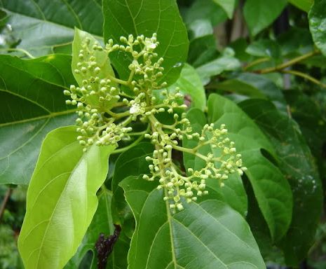 "Gói 20 "Hạt Giống Lá Cách Vọng Cách [Seeds]