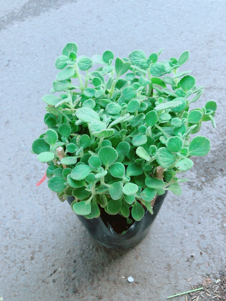 Nhất Mạc Hương (sen thơm) kèm chậu sứ