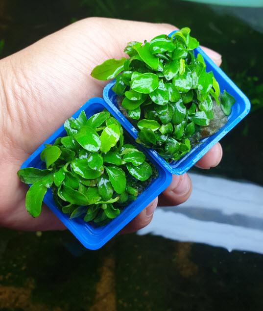 Cây Thủy Sinh Ráy Nana Lá Nhỏ