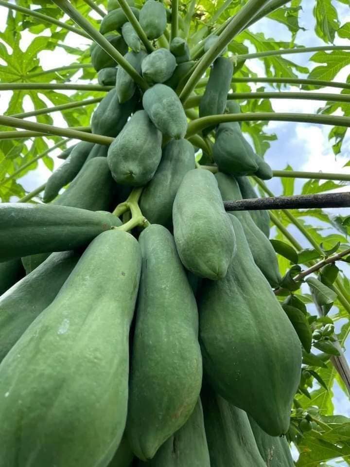 Hạt giống đu đủ lùn Phuket siêu ngọt Thái Lan ( 5Gram= khoảng 150 hạt)