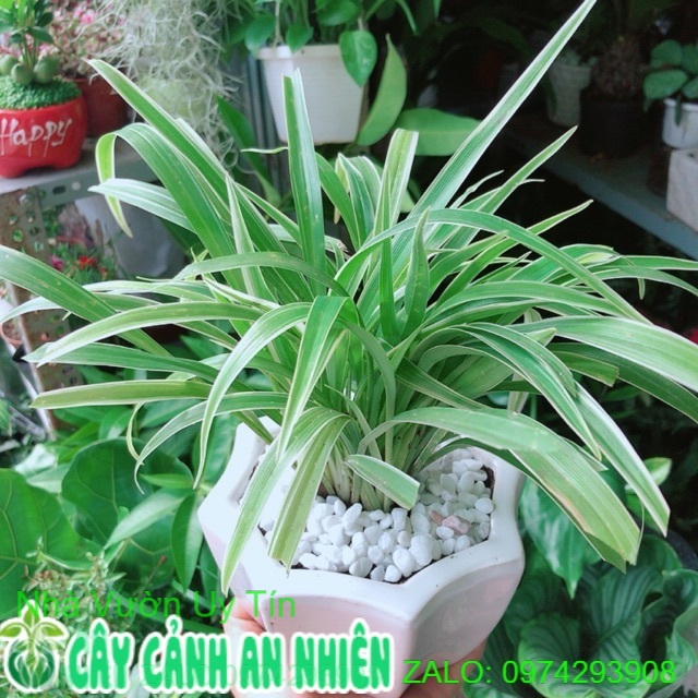 Chậu cây lan chi