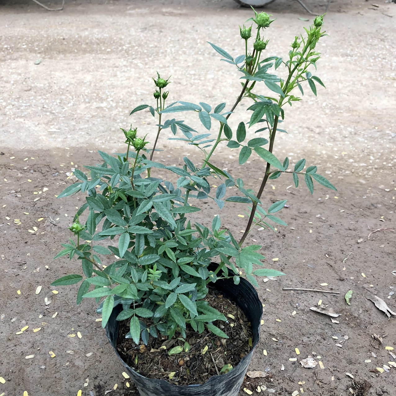 Cây giống hoa hồng xanh (hết hoa)