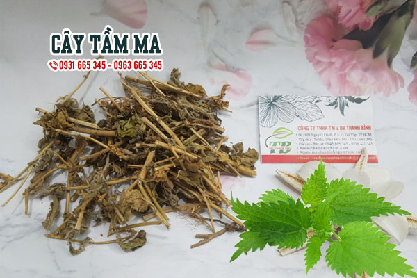 Cây Tầm Ma 1KG Khô - Thảo Dược Thanh Bình