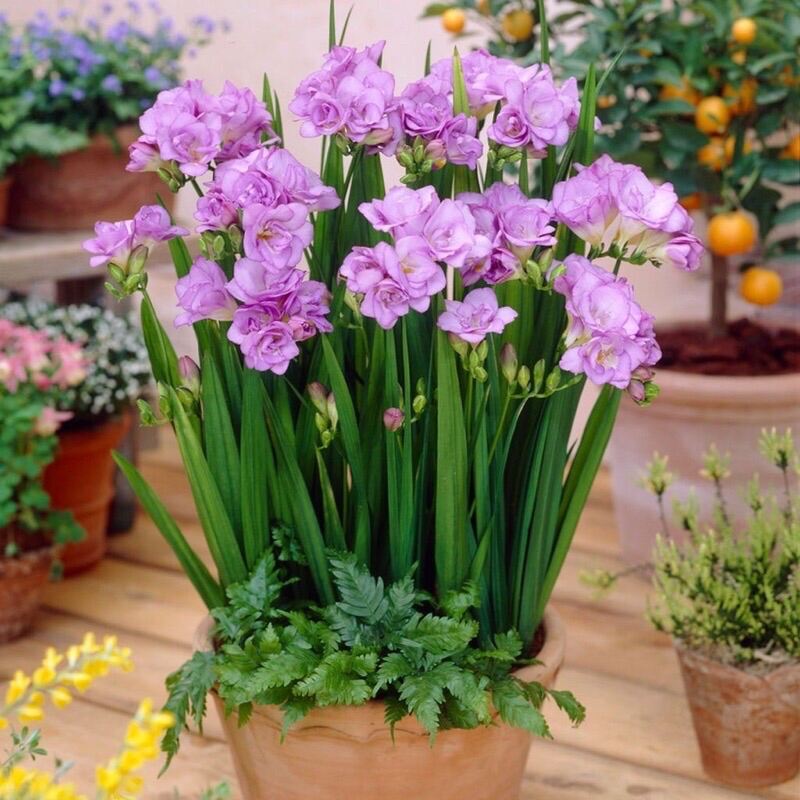 Củ hoa địa Lan Nam Phi(10 củ giá sỉ)