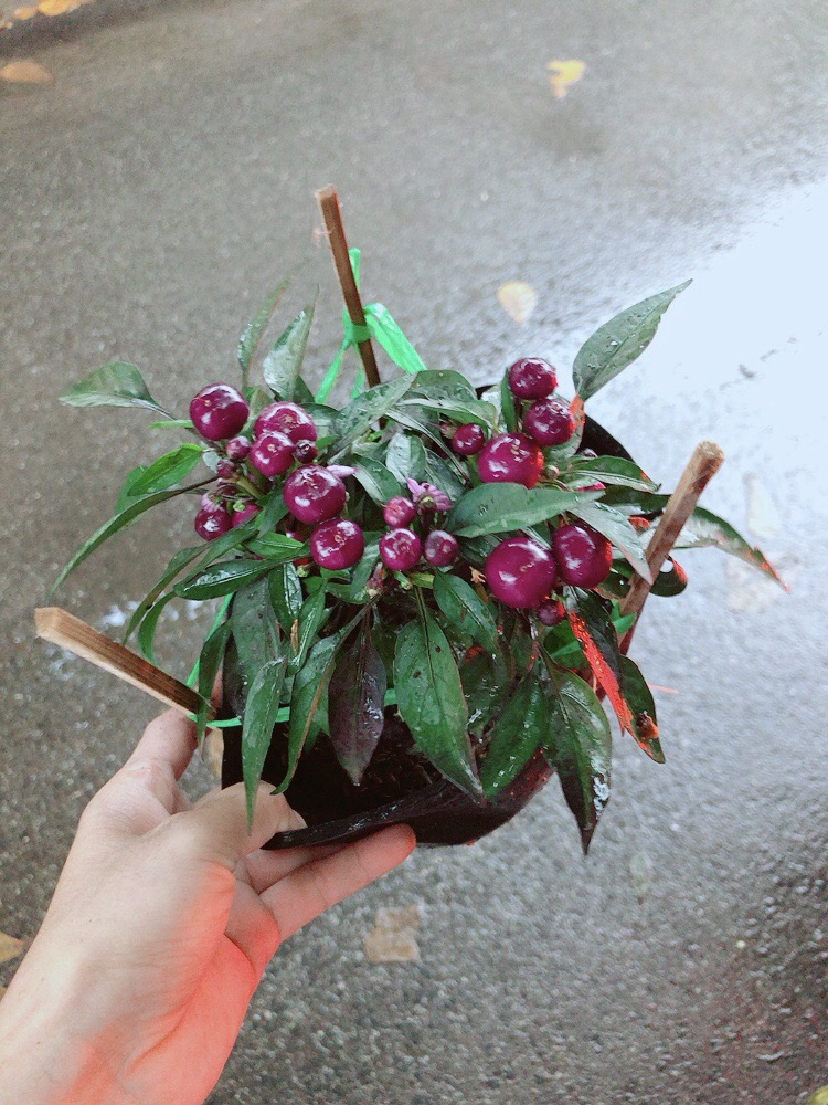 Bụi Ớt Tím