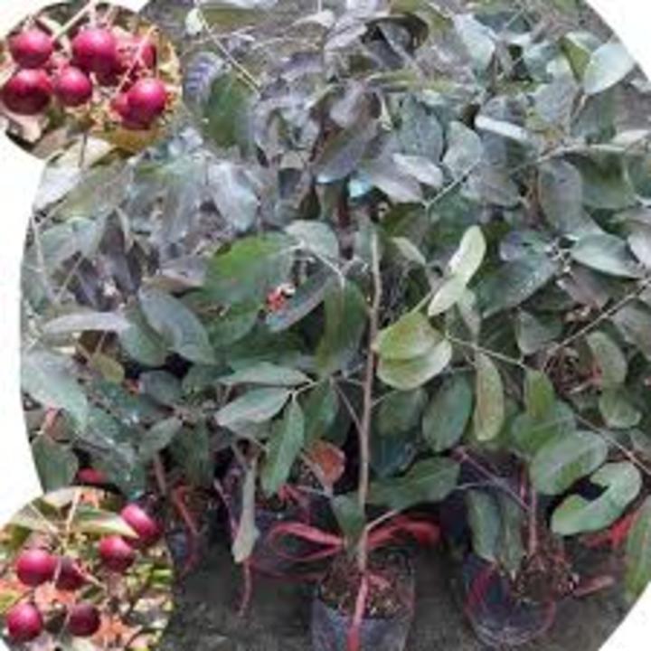 CÂY GIỐNG NHÃN TÍM