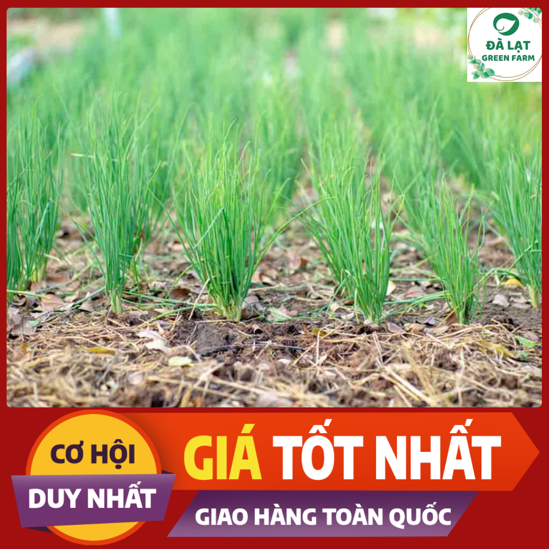 2gr_Hạt Giống Hành Lá Trắng (nảy mầm siêu chuẩn)