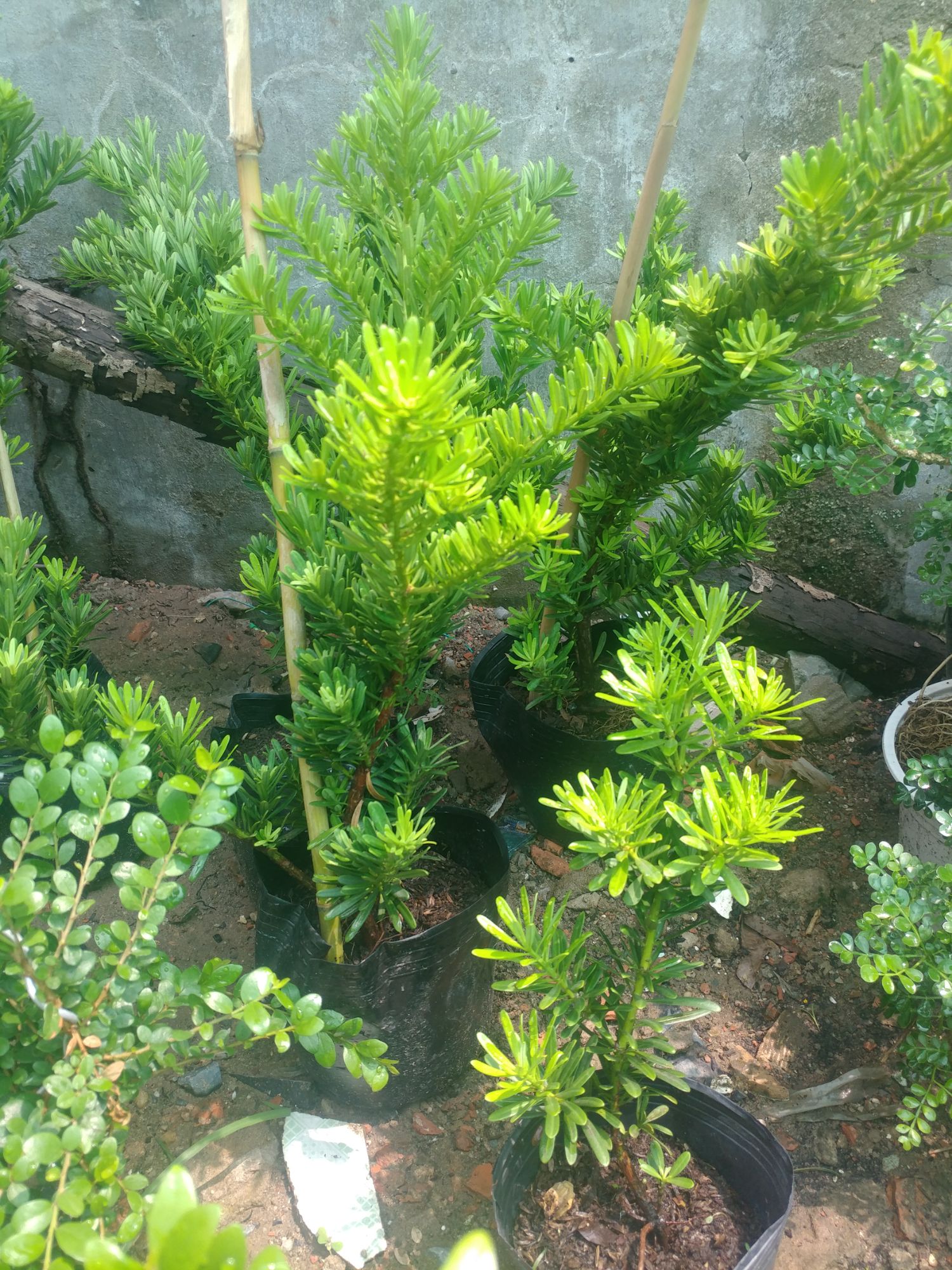 Tùng Kim Cương GIỐNG HIẾM CỰC GIÁ TRỊ