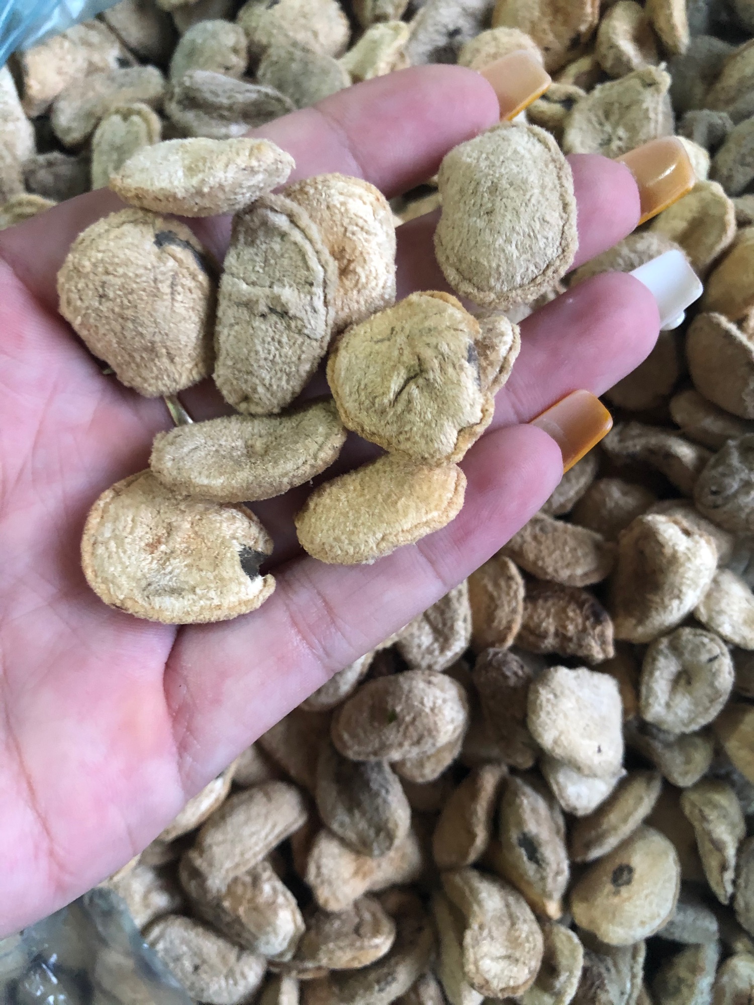 Hạt sành( sang) rừng 10k/1 hạt
