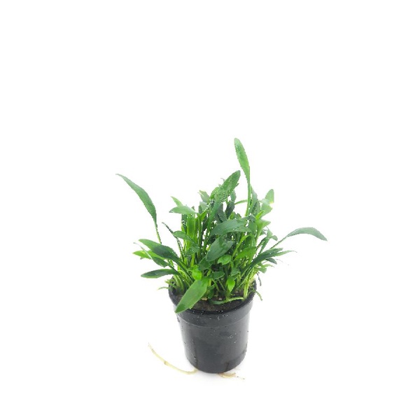 [Mã PET20K giảm 20K đơn 250K] Cây Tiêu Thảo Parva - tiêu thảo mũi tên - cây thủy sinh