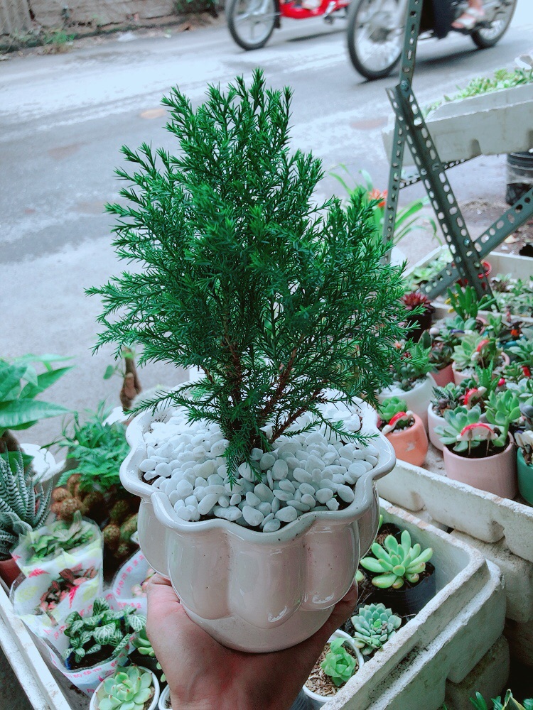 [HCM]Chậu Tùng Bồng Lai