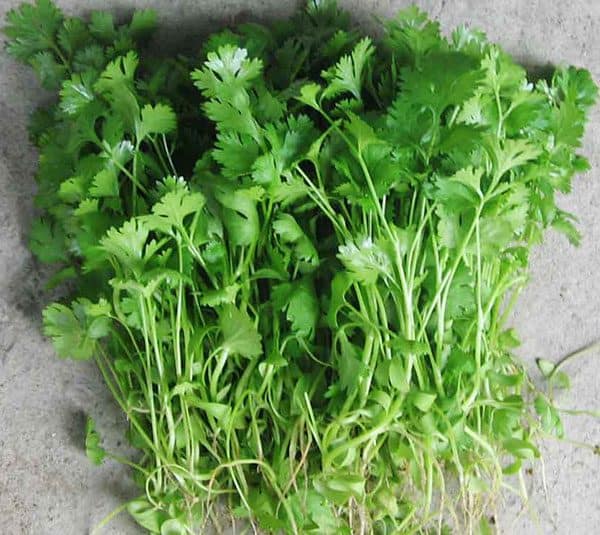 Hạt giống rau Mùi ta (Ngò) - 20 gram.