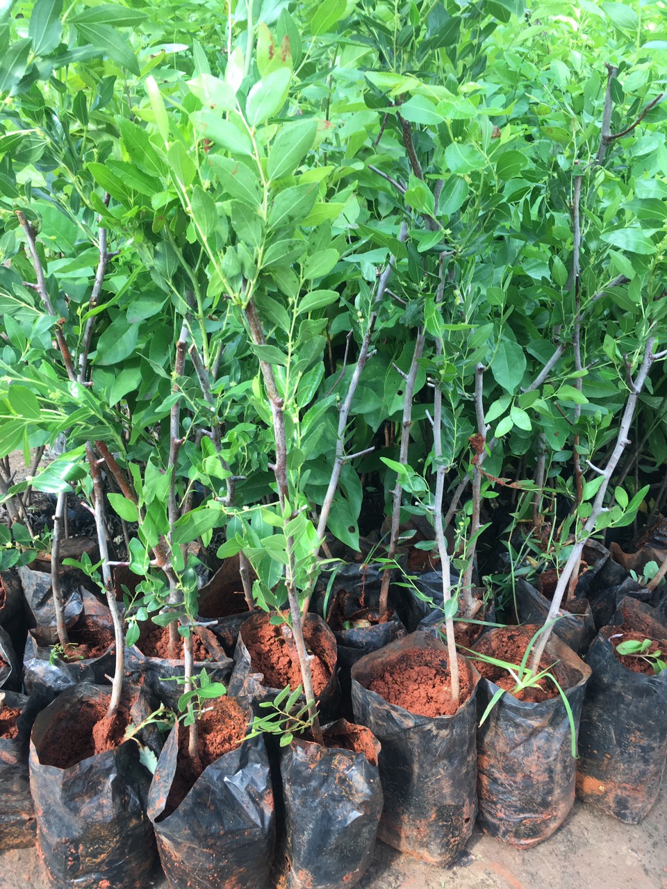 Cây giống Hồng Táo (Táo Tàu) siêu ngọt