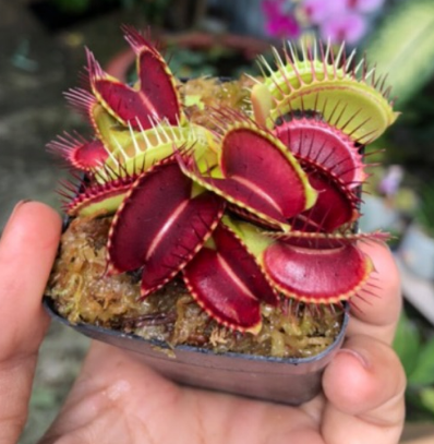 Chậu cây bẫy kẹp bắt mồi - Venus Flytrap