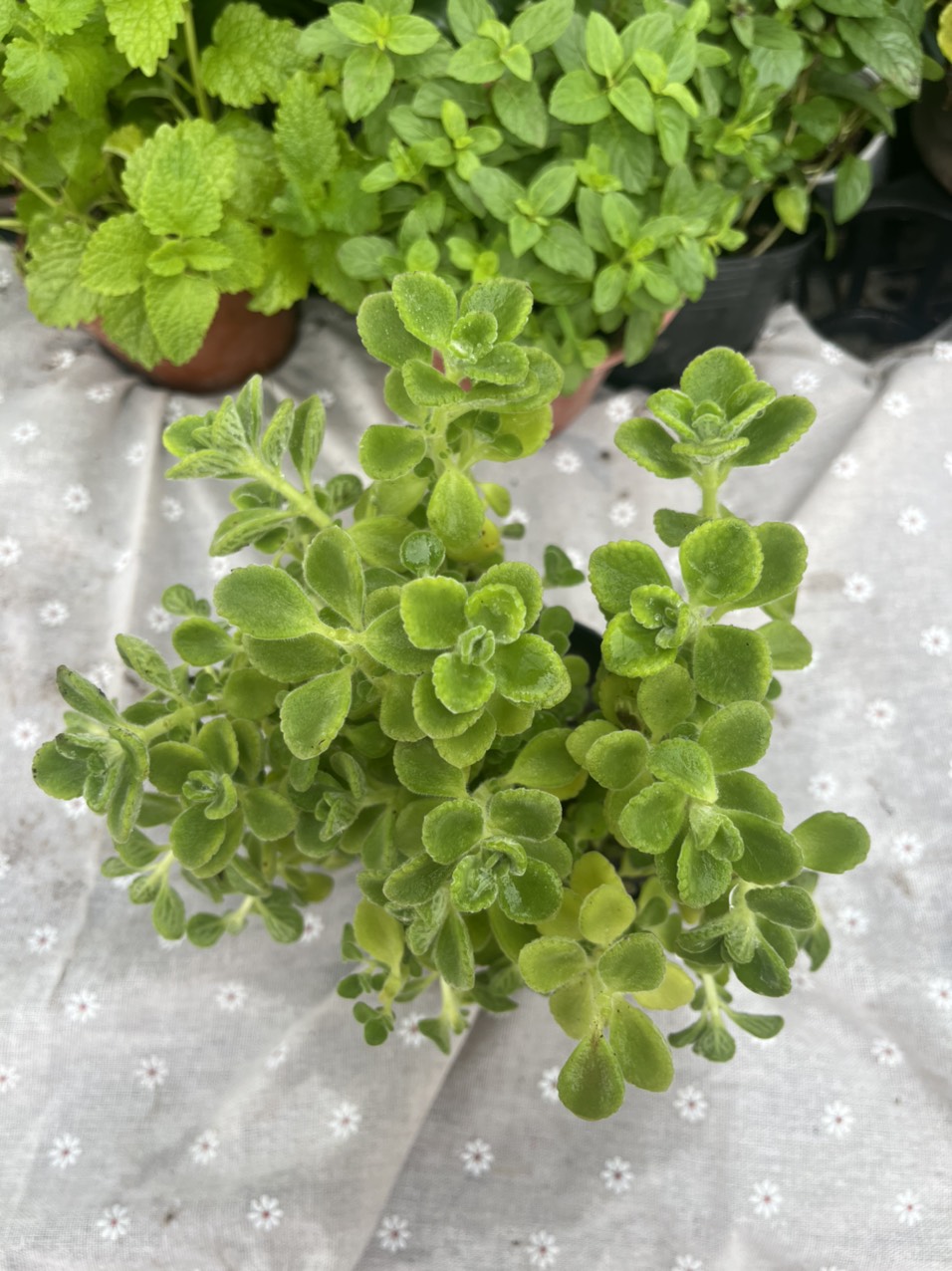 Cây sen thơm, nhất mạt hương, vườn của thỏ