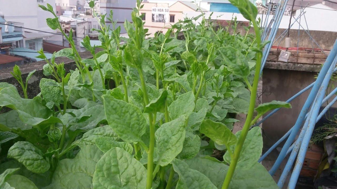 HẠT GIỐNG RAU MỒNG TƠI NHẬT 10g