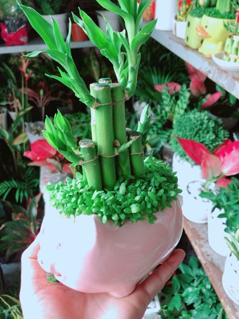 Chậu Trúc Phát Tài Heo May Mắn (được chọn màu)