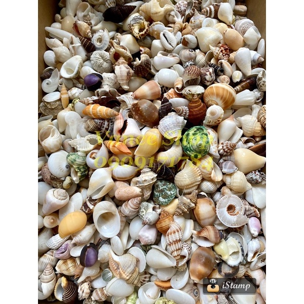 - vỏ ốc mix 100gr - vỏ ốc vỏ sò vanee shop