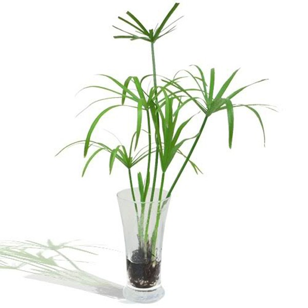 Cây thủy trúc - Cây thủy sinh (1 cây con cao khoảng 20 - 30 cm)