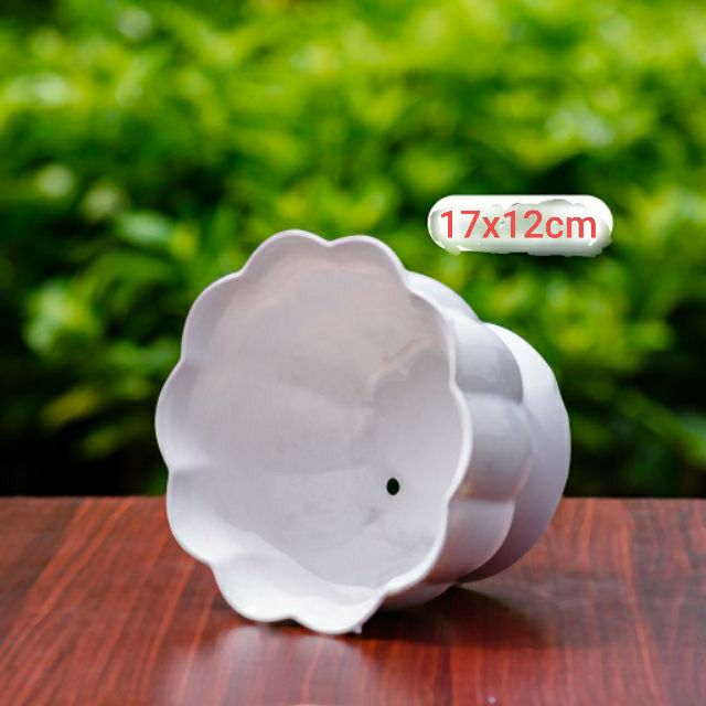 combo 2 chậu trái bí dễ thương
