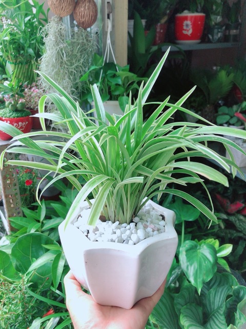 Chậu Cây Lan Chi