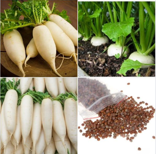 Hạt giống củ cải trắng f1 - cải trắng siêu ngon - gói 20gr