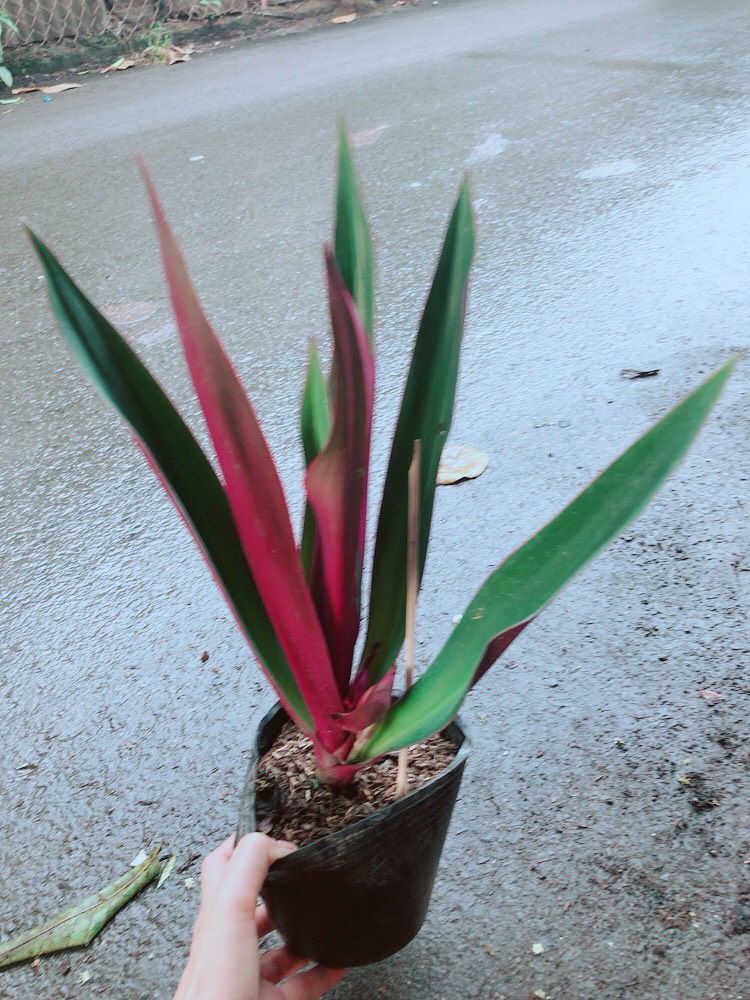 Cây Sò Huyết