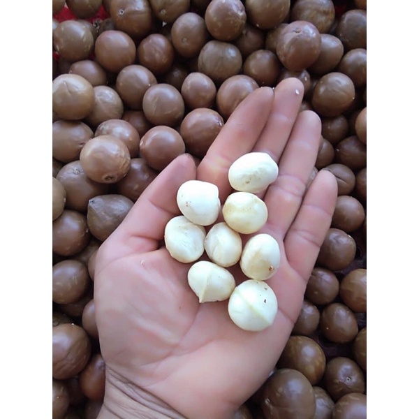 Nhân macca Daklak (Nhân nguyên ) 500Gr