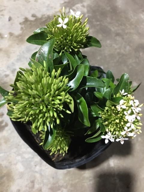 Hoa mẫu đơn màu trắng siêu hoa