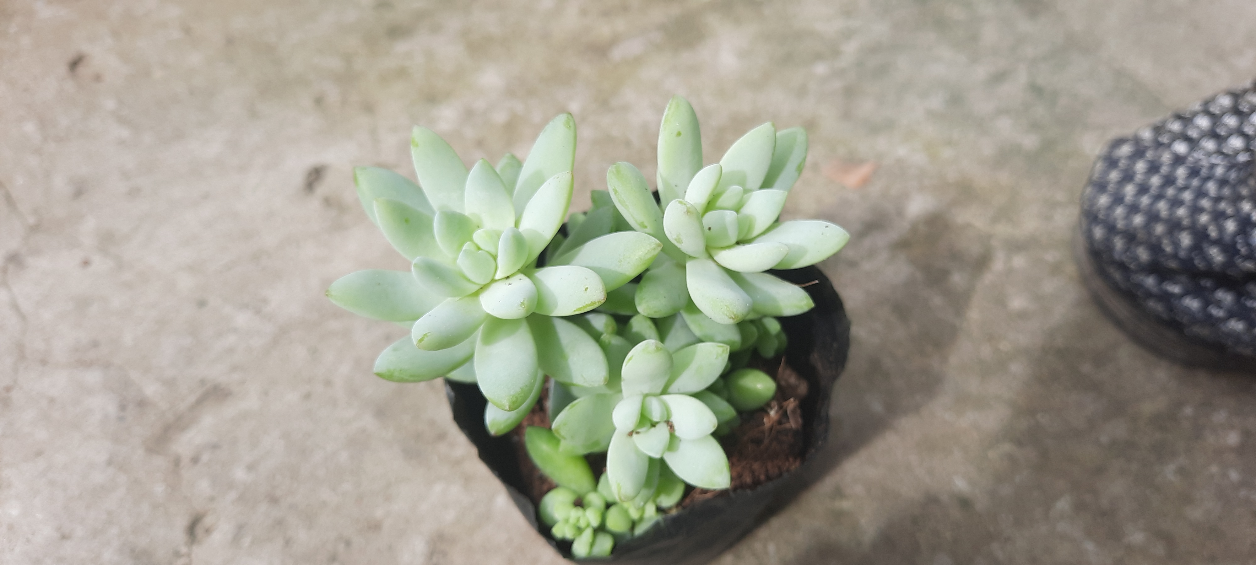Sen đá CHUỖI NGỌC ĐỨNG size bầu