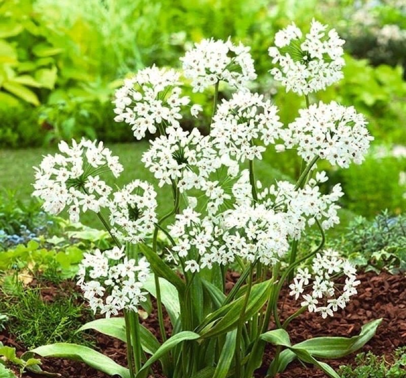 củ hoa alium(1 củ)