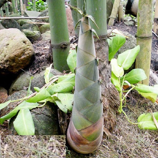 Cây măng tre bát độ giống