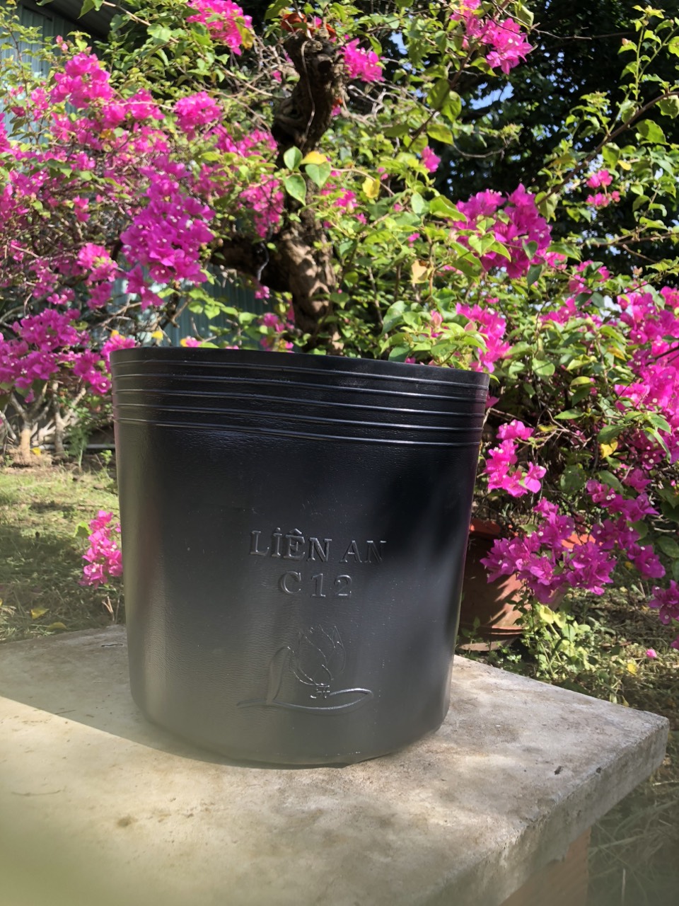 Combo 50c chậu nhựa mềm màu đen ươm cây C11 ( KT 27 x 23)
