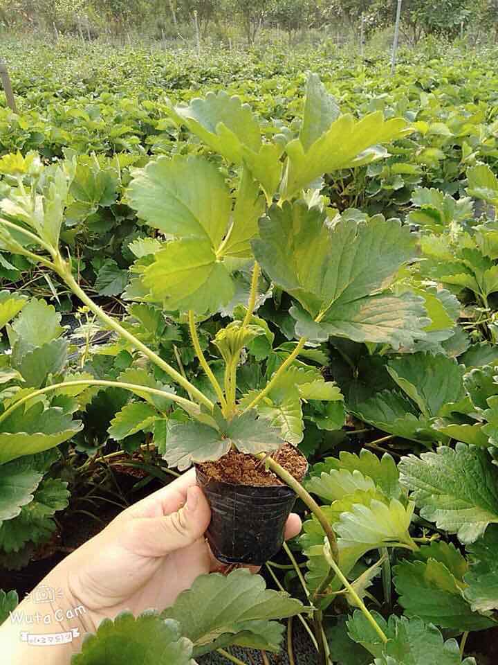 (FREESHIP Từ 50k) cây giống dâu tây Bạch Tuyết chuẩn bị ra hoa