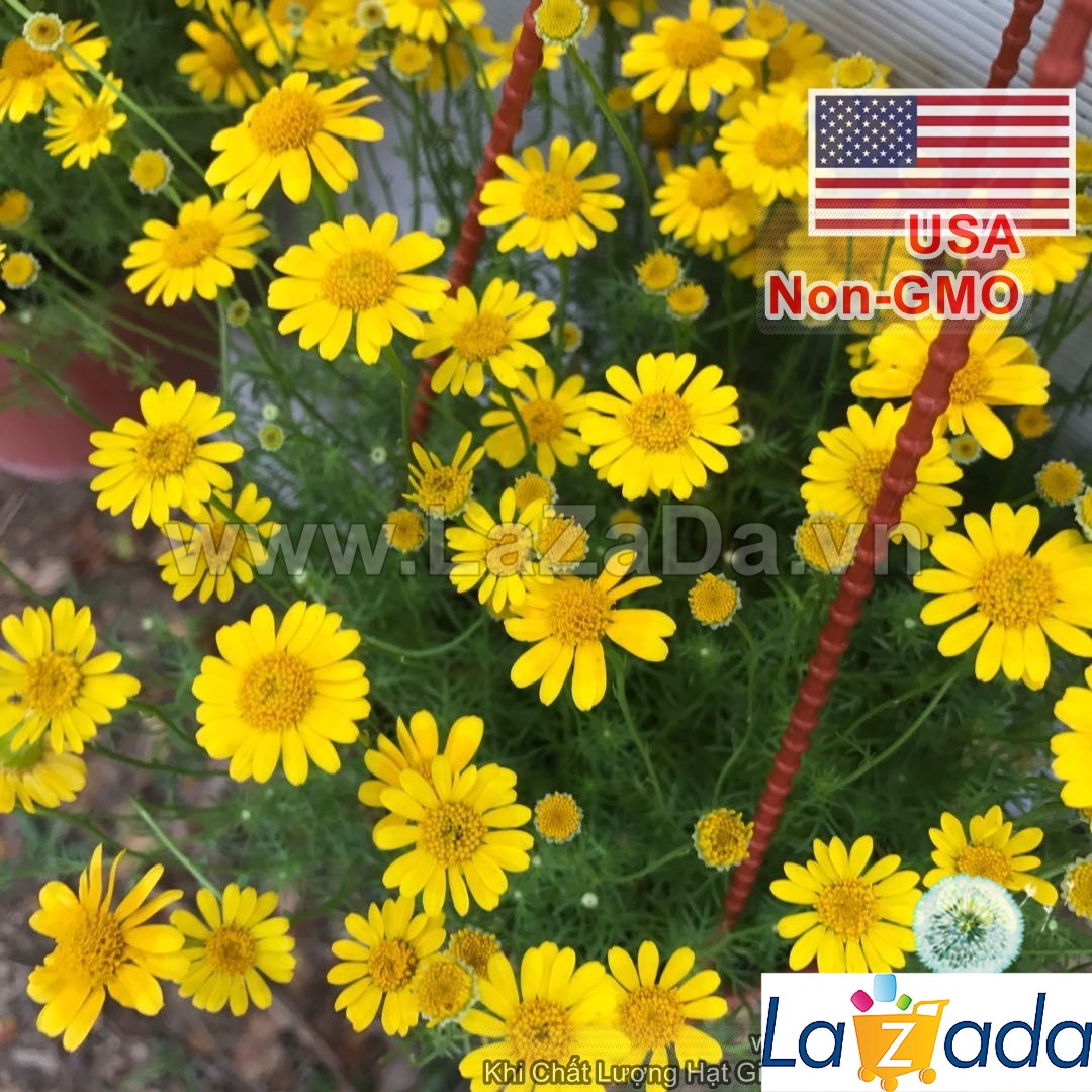 1000.HẠT Hạt Giống Hoa Cúc Sao Băng USA (| -KD: B25*V74)