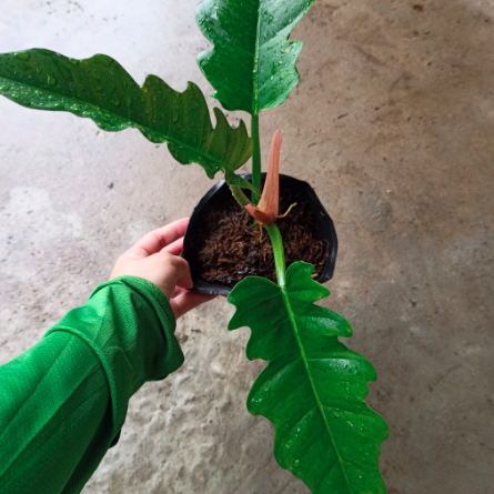 Cây trầu bà cung đàn xanh