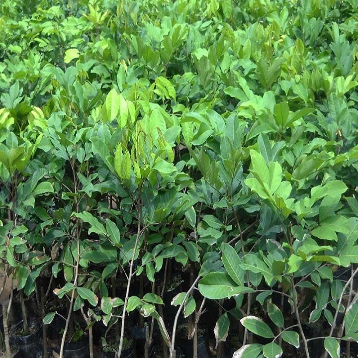 Cây giống chôm chôm nhãn siêu quả - C93