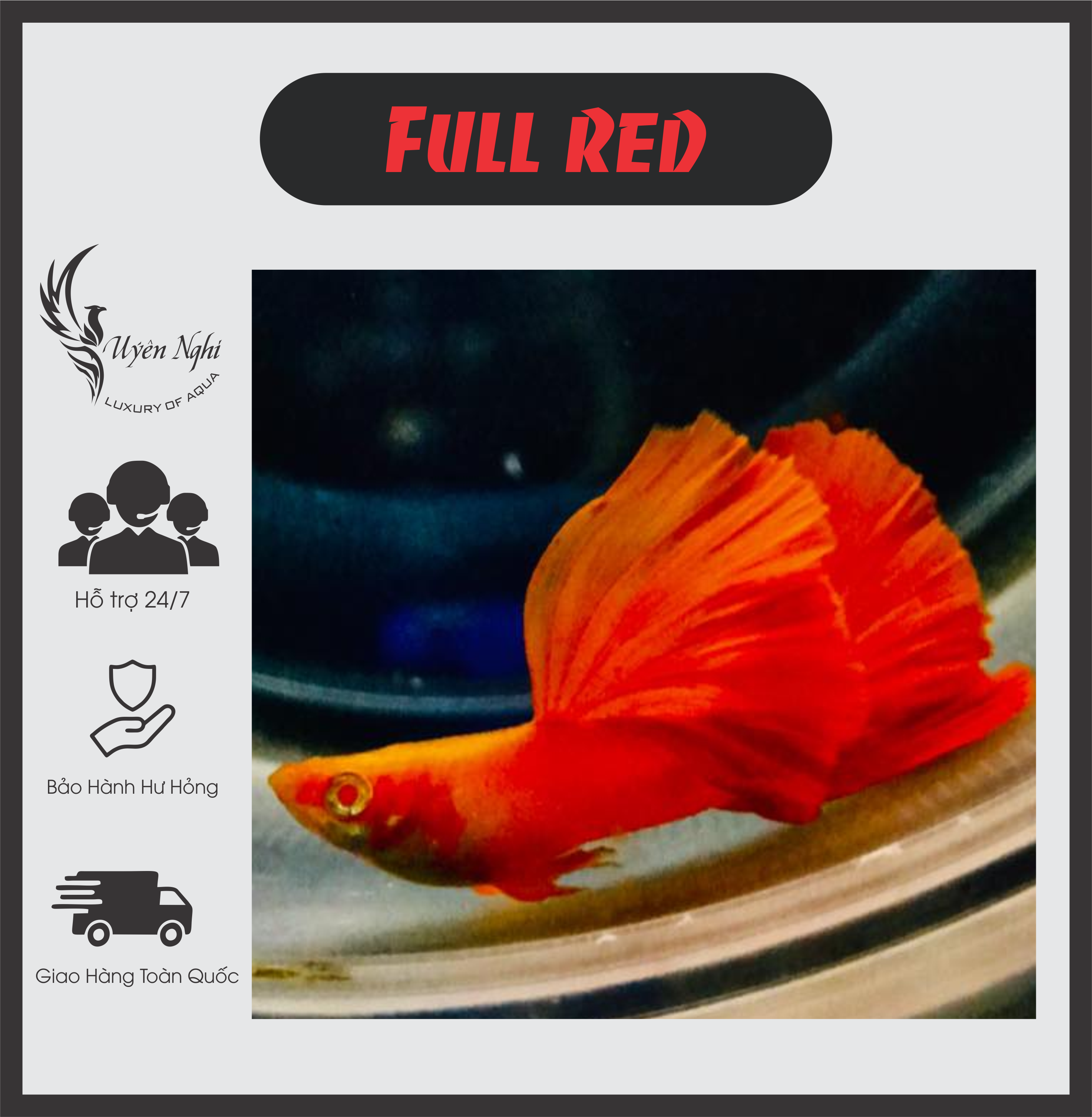 [Mua 5 tặng 1]Full red guppy thủy sinh ( tặng thức ăn ) + rong trúc