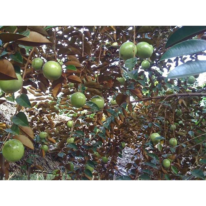 Cây vú sữa lò rèn ( ảnh thật cây cao 50 cm )