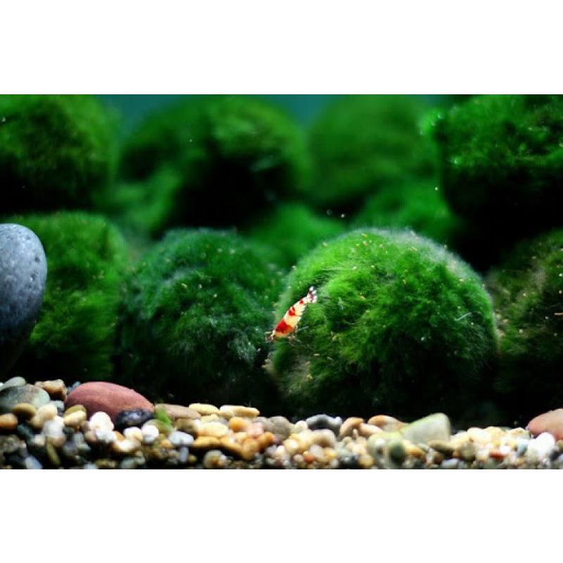Tảo cầu may mắn marimo moss ball nhật bản - tảo cầu rêu nuôi trong hồ cá, bể cá thủy sinh