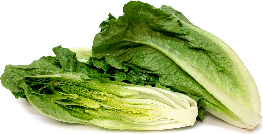 [HCM]1g Hạt Giống Xà Lách Romaine