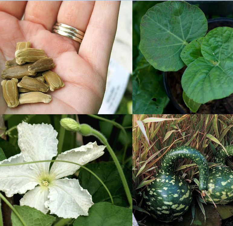 Hạt Giống Bầu Thiên Nga - 5 hạt/gói