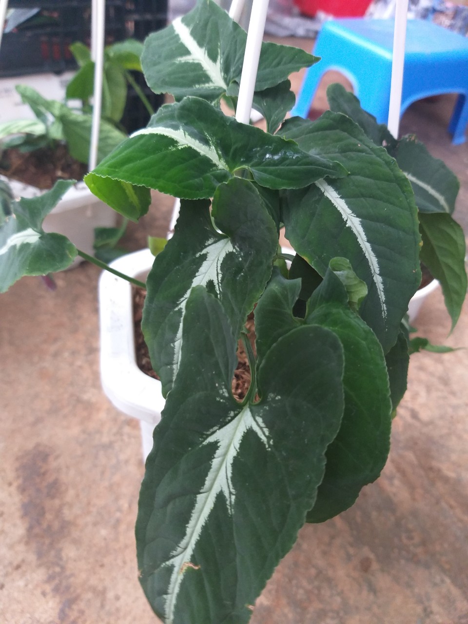 Trầu Bà Nhung  chậu treo