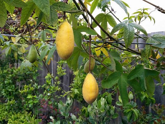 CÂY GIỐNG CÂY CHANH LEO CHUỐI NAM MỸ, HÀNG NHẬP KHẨU, CAM KẾT GIỐNG CHUẨN F1