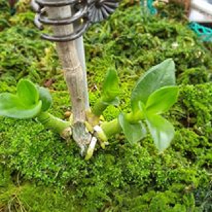 Hoa lan - mít văn sơn( trồng ấm chậu,cao 15cm)