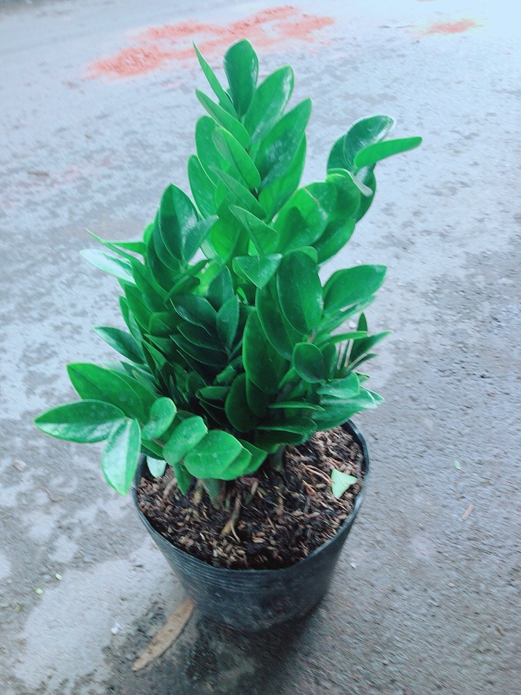 [HCM]Cây Kim Tiền Lớn Cao 50cm