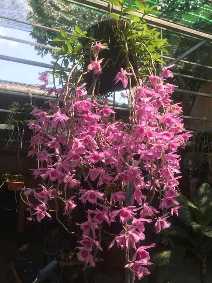 Lan Giả Hạc Pháp  RED ROSE ( GH HOA HỒNG ĐỎ)