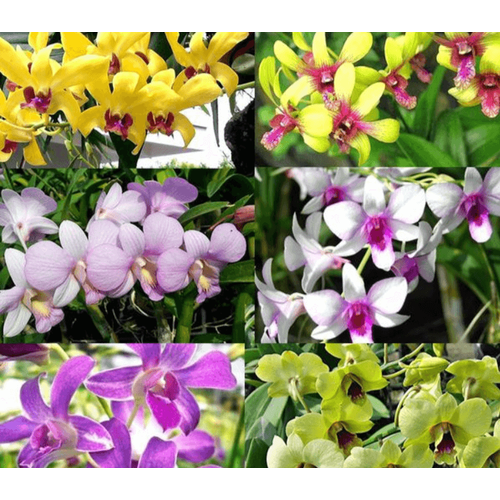 hoa lan denro đủ màu, hàng rất khỏe đẹp