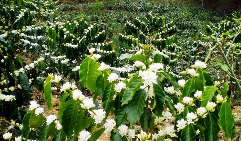 Mật ong hoa cà phê 1lit nguyên chất 100%